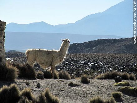 Llama en Parinacota. - Chile - Otros AMÉRICA del SUR. Foto No. 51535