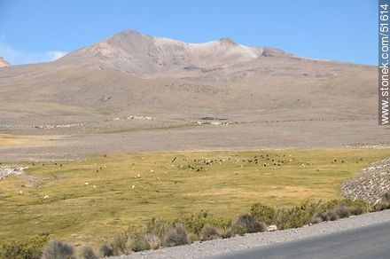 Llamas y alpacas en los bofedales - Chile - Otros AMÉRICA del SUR. Foto No. 51614