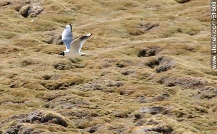 Flying andean gull - Chile - Others in SOUTH AMERICA. Photo #51608