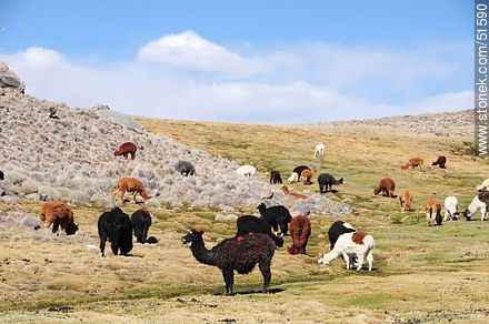 Llamas grazing on the outskirts of the village Parinacota - Chile - Others in SOUTH AMERICA. Photo #51590