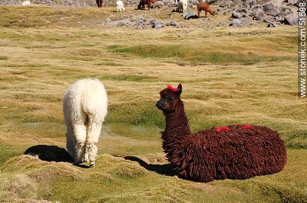 Llamas grazing and resting on the outskirts of the village Parinacota - Chile - Others in SOUTH AMERICA. Photo #51588