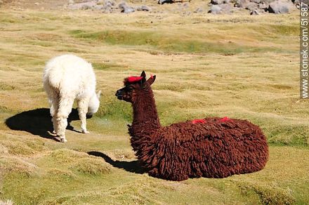 Llamas grazing and resting on the outskirts of the village Parinacota - Chile - Others in SOUTH AMERICA. Photo #51587