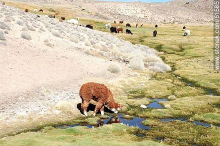 Llamas pastando en las cercanías del pueblo Parinacota - Chile - Otros AMÉRICA del SUR. Foto No. 51585