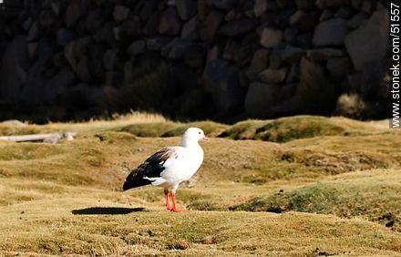 Gansos andinos en los bofedales - Fauna - IMÁGENES VARIAS. Foto No. 51557