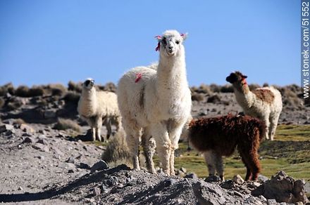 Herd of llamas in Parinacota Village - Fauna - MORE IMAGES. Photo #51552