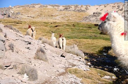 Herd of llamas in Parinacota Village - Chile - Others in SOUTH AMERICA. Photo #51548