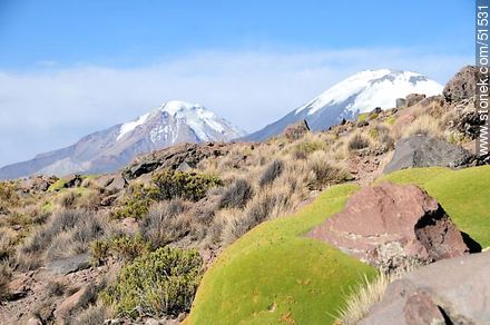 Vegetación de bofedal. Picos de los volcanes Pomerape y Parinacota. - Chile - Otros AMÉRICA del SUR. Foto No. 51531