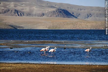 Flamingos and giant coots in Lake Chungará. - Chile - Others in SOUTH AMERICA. Photo #51744