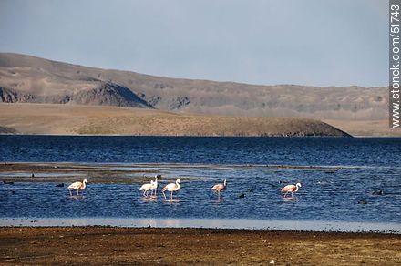 Flamingos and giant coots in Lake Chungará. - Chile - Others in SOUTH AMERICA. Photo #51743