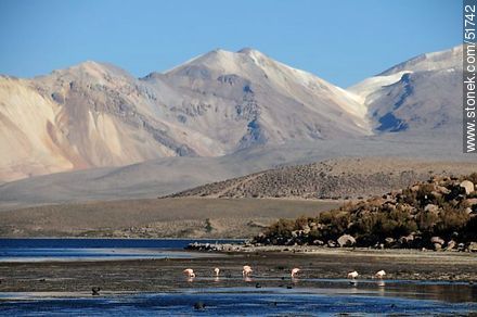 Flamingos and giant coots in Lake Chungará.  Nevados de Quimsachata. - Chile - Others in SOUTH AMERICA. Photo #51742