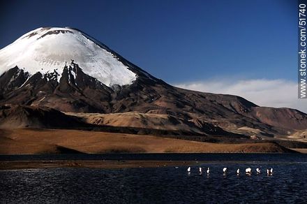 Parinacota volcano. Flock of flamingos on Lake Chungará - Chile - Others in SOUTH AMERICA. Photo #51740