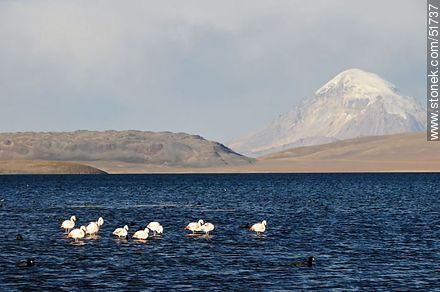 Sajama volcano. Flock of flamingos on Lake Chungará - Chile - Others in SOUTH AMERICA. Photo #51737