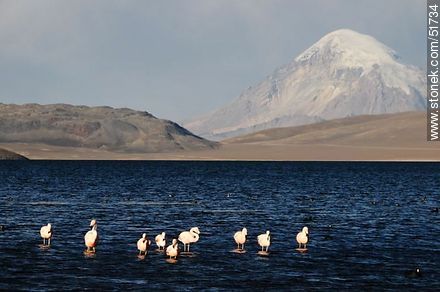 Sajama volcano. Flock of flamingos on Lake Chungará - Chile - Others in SOUTH AMERICA. Photo #51734