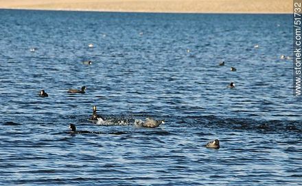 Giant coots on Lake Chungará - Chile - Others in SOUTH AMERICA. Photo #51732