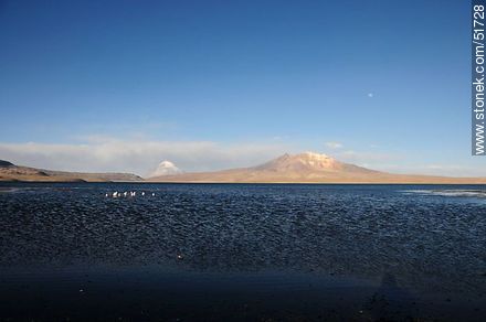 Lago Chungará, flamencos, volcanes Sajama y Quisiquisini. - Chile - Otros AMÉRICA del SUR. Foto No. 51728