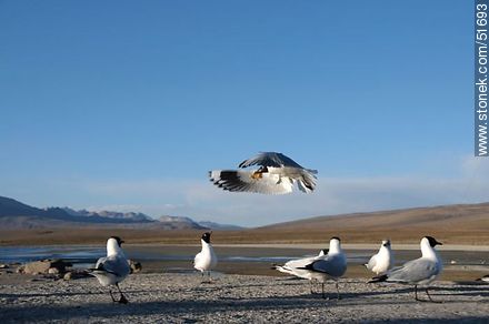 Andean gulls.  With the snack in its beak. - Chile - Others in SOUTH AMERICA. Photo #51693