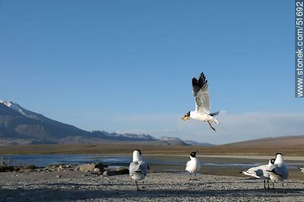 Andean gulls. With the snack in its beak. - Chile - Others in SOUTH AMERICA. Photo #51692