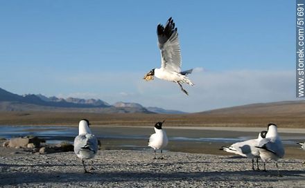 Andean gulls. With the snack in its beak. - Chile - Others in SOUTH AMERICA. Photo #51691