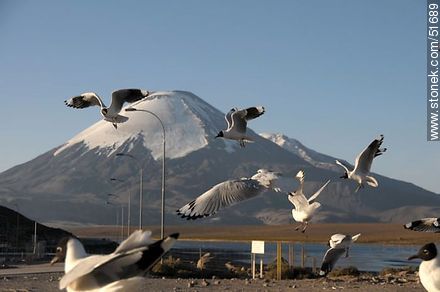 Andean gulls. Parinacota volcano. Chilean border control. - Chile - Others in SOUTH AMERICA. Photo #51689