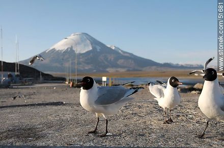 Andean gulls. Parinacota volcano. Chilean border control. - Chile - Others in SOUTH AMERICA. Photo #51681