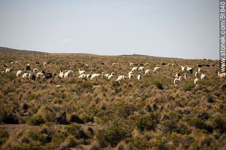Llamas en el altiplano boliviano - Bolivia - Otros AMÉRICA del SUR. Foto No. 51840