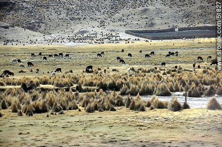 Llamas en el altiplano boliviano - Bolivia - Otros AMÉRICA del SUR. Foto No. 51827
