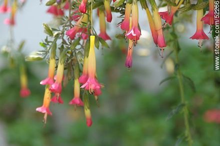 Kantuta, flor nacional boliviana - Bolivia - Otros AMÉRICA del SUR. Foto No. 52266