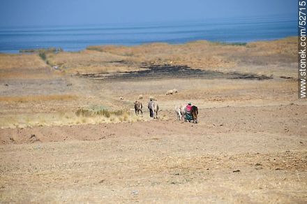 Rural work on Lake Titicaca - Bolivia - Others in SOUTH AMERICA. Photo #52715