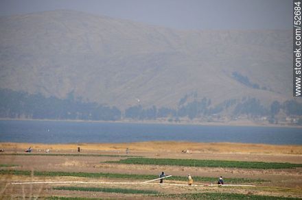 Trabajos agrícolas a orillas del lago Titicaca - Bolivia - Otros AMÉRICA del SUR. Foto No. 52684