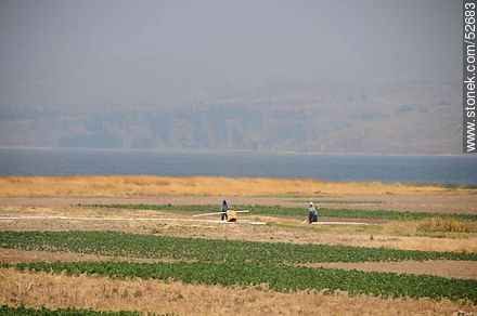 Trabajos agrícolas a orillas del lago Titicaca. Altitud: 3844m - Bolivia - Otros AMÉRICA del SUR. Foto No. 52683