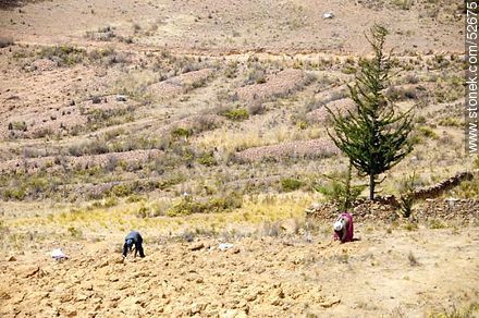 Farmers in fieldwork - Bolivia - Others in SOUTH AMERICA. Photo #52675