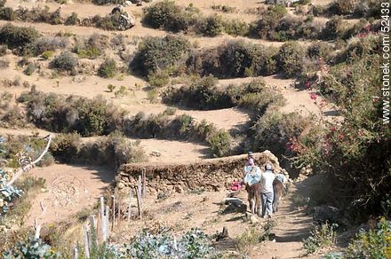 Donkey carrying water. Ancient terraces for crops. - Bolivia - Others in SOUTH AMERICA. Photo #52433