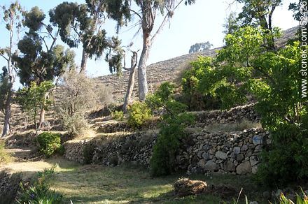 Ancient Tiwanaku and Inca terraces for crops - Bolivia - Others in SOUTH AMERICA. Photo #52426