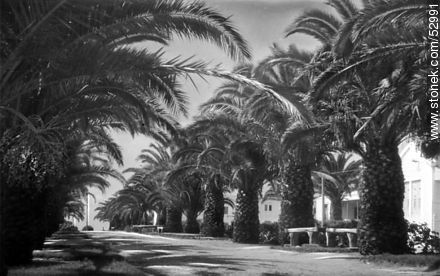 Old photo of the street Juan Diaz de Solis - Punta del Este and its near resorts - URUGUAY. Photo #52991