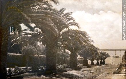 Calle con palmeras con vista al puerto - Punta del Este y balnearios cercanos - URUGUAY. Foto No. 52988