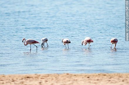 Flamingos in the lagoon of Jose Ignacio - Punta del Este and its near resorts - URUGUAY. Photo #54169