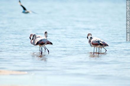 Flamencos en la laguna de  José Ignacio. - Punta del Este y balnearios cercanos - URUGUAY. Foto No. 54165