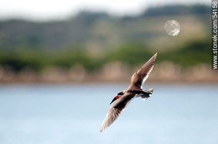 Flying Black Skimmers in the lagoon of Jose Ignacio - Punta del Este and its near resorts - URUGUAY. Photo #54156