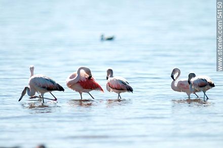 Flamingos in the lagoon of Jose Ignacio - Punta del Este and its near resorts - URUGUAY. Photo #54150