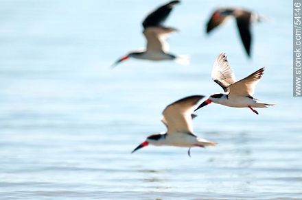 Rayadores en la laguna de José Ignacio. - Punta del Este y balnearios cercanos - URUGUAY. Foto No. 54146