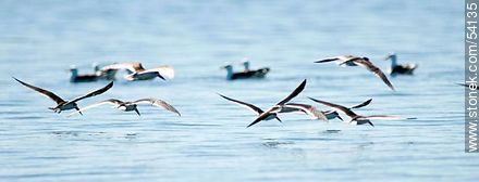 Black Skimmers in the lagoon of Jose Ignacio - Punta del Este and its near resorts - URUGUAY. Photo #54135