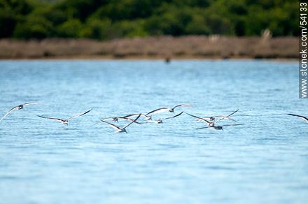 Black Skimmers in the lagoon of Jose Ignacio - Punta del Este and its near resorts - URUGUAY. Photo #54133