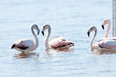 Flamencos en la laguna de José Ignacio - Punta del Este y balnearios cercanos - URUGUAY. Foto No. 54130