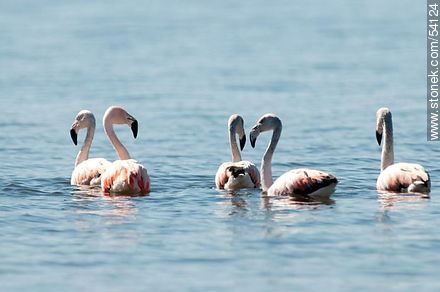 Flamingos in the lagoon of Jose Ignacio - Punta del Este and its near resorts - URUGUAY. Photo #54124