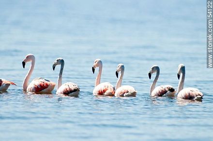Flamencos en la laguna de José Ignacio - Punta del Este y balnearios cercanos - URUGUAY. Foto No. 54122