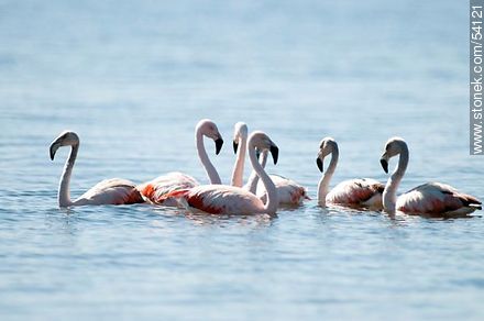 Flamingos in the lagoon of Jose Ignacio - Punta del Este and its near resorts - URUGUAY. Photo #54121