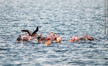 Flamingos at sunset in José Ignacio Lagoon - Punta del Este and its near resorts - URUGUAY. Photo #54246