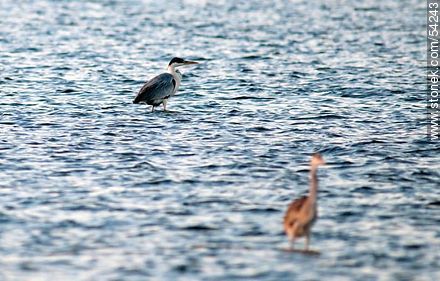 Cocoi Heron or White-necked Heron  - Punta del Este and its near resorts - URUGUAY. Photo #54243