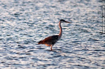 Cocoi Heron or White-necked Heron  - Punta del Este and its near resorts - URUGUAY. Photo #54231