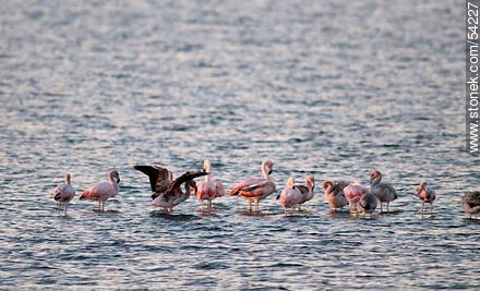 Flamencos al atardecer en la laguna de José Ignacio - Punta del Este y balnearios cercanos - URUGUAY. Foto No. 54227